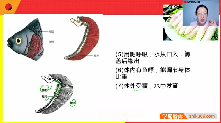 孙佳佳生物孙佳佳2021年初中生物五大模块全套(视频+讲义+笔记)